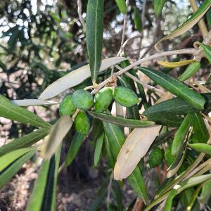 Olive Oil Harvesting and Production_a