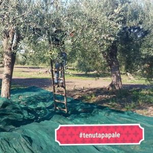 Olive Oil Harvesting and Production_b