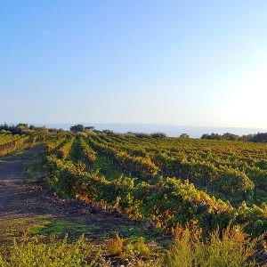 Wine_d