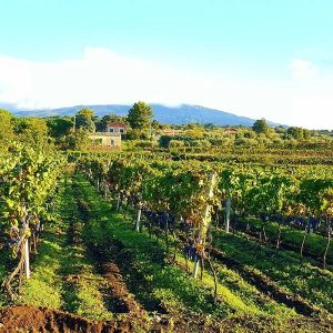 Wine_e