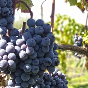 Wine_f