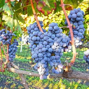 Wine_g