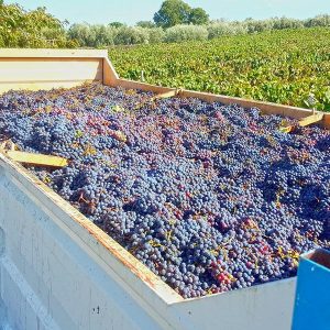 Wine_h