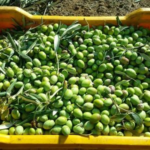 Olive Oil Harvesting and Production_l