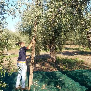 Olive Oil Harvesting and Production_m