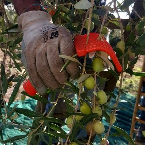 Olive Oil Harvesting and Production_n