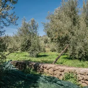 nocellara4