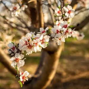 Organic Almonds Tree