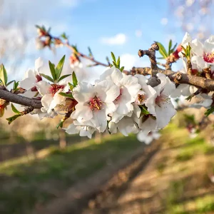 Organic Almonds Tree2