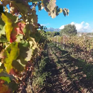 Passito IGP Sicilian Lands Tenuta Papale_b