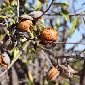 Almond Liqueur Magiantosa_c Almond Liqueur Magiantosa_c