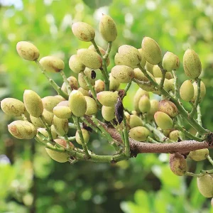 Pistachio Liqueur Magiantosa_b