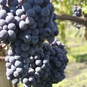 Sicilian Rosé Wine Candora_b Tenuta Papale