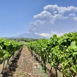 Sicilian Rosé Wine Candora_c Tenuta Papale