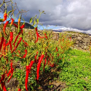 spice gallery_f