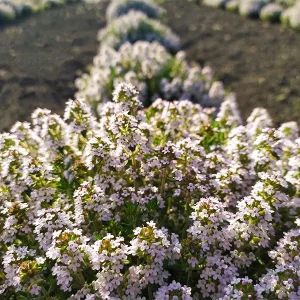 thyme flowers spice gallery_h