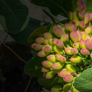 aRicchigia_e